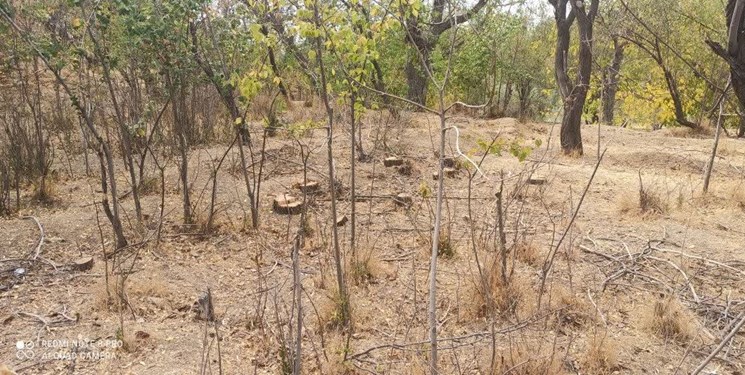 قطع 45 اصله درخت گردو به خاطر اختلاف خانوادگی در تویسرکان