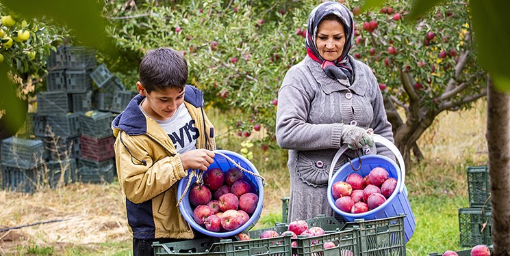 حمایت از باغداران بروجردی با خرید ۵۳۰ تُن سیب درجه‌۳ از آنها