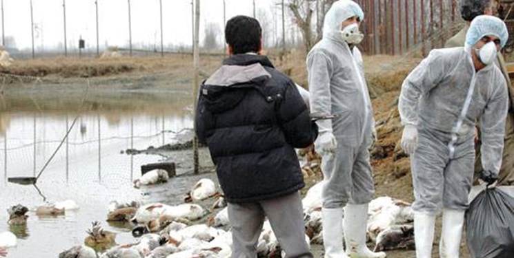 «آنفلوآنزای  پرندگان» هنوز در ایران گزارش نشده است/روند رو به افزایش «آنفلوآنزای فصلی»
