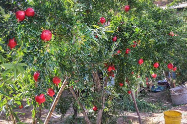 «برداشت انار» در روستای محمودآباد فیروزکوه