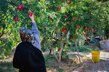 «برداشت انار» در روستای محمودآباد فیروزکوه