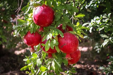 «برداشت انار» در روستای محمودآباد فیروزکوه