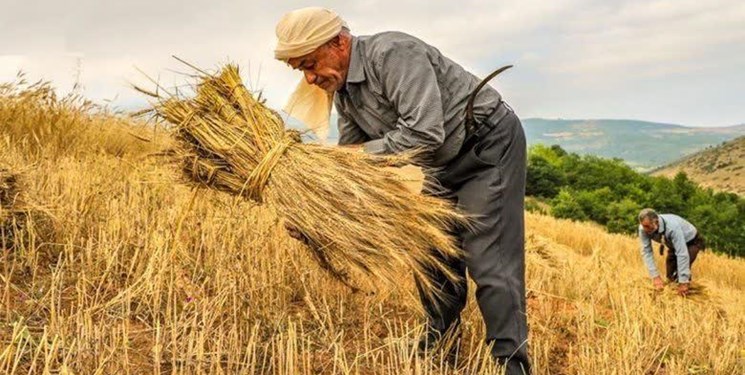 کشاورزان در طرح «جهش تولید در دیم‌زارها» حمایت بیمه‌ای می‌شوند