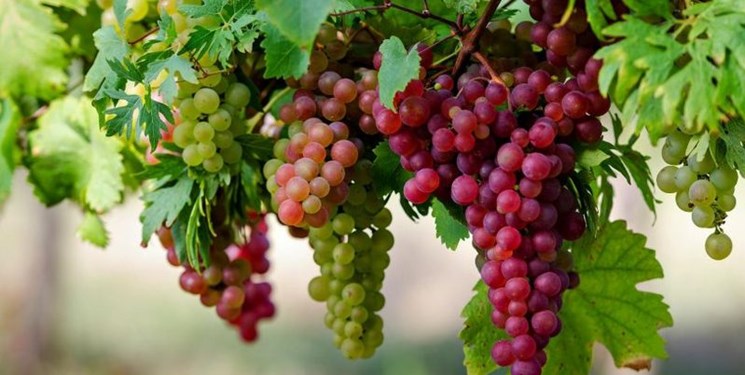 پیش بینی برداشت ۳۲۴ تن انگور از باغات « ایوان »