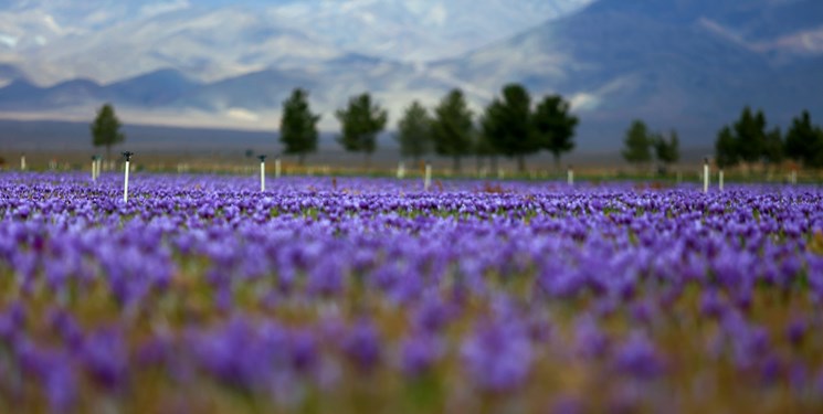 برندسازی «طلای سرخ سرایان» ضروری است