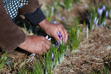 زعفران؛ از مزرعه تا بازار