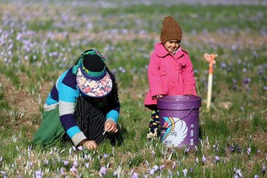 زعفران؛ از مزرعه تا بازار