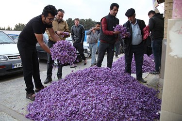 زعفران؛ از مزرعه تا بازار