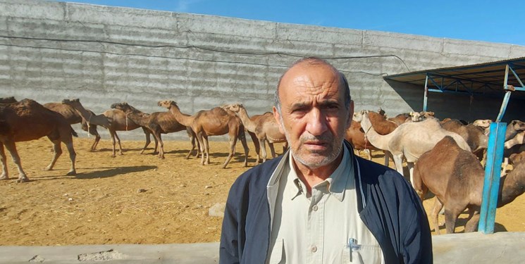 توسعه شترداری نوین در سیستان وبلوچستان یک ضرورت است