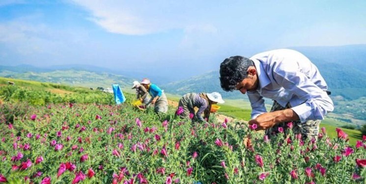 کشت گیاهان دارویی در ۱٠٠٠ هکتار از دیمزارهای استان قزوین