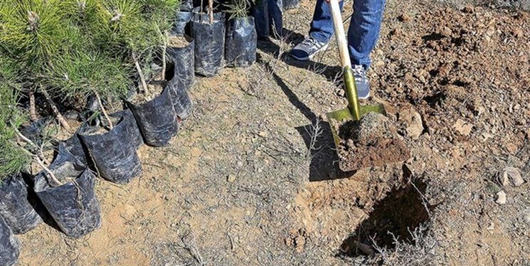 اجرای  کاشت ۱۲ هزار اصله درخت و درختچه در سبزوار