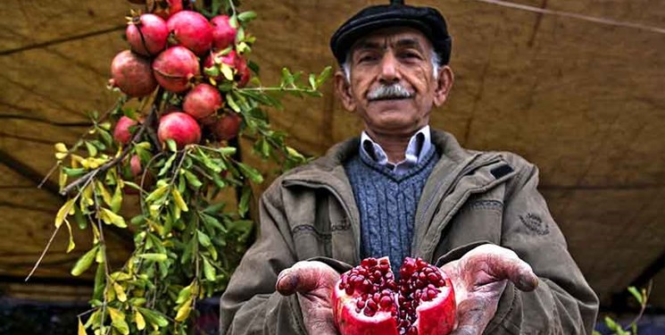 برگزاری دومین جشنواره انار میخوش در میبد