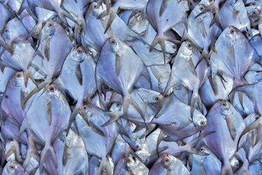 بازار «ماهی فروشان خرمشهر»