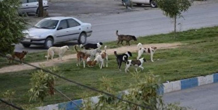جولان سگ های ولگرد در خیابان های یاسوج/مصوبه بدون سرانجام و ثبت 1500 حیوان گزیدگی در استان