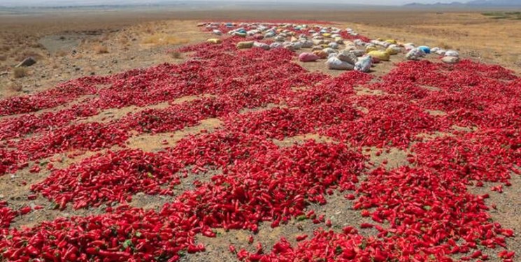 کشاورزان داورزنی 1400 تن فلفل قرمز برداشت کردند