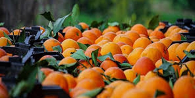 بازار داغ پرتقال‌فروش‌ها برای دریافت تسهیلات/ باغداری که همچنان سرش بی‌کلاه می‌ماند
