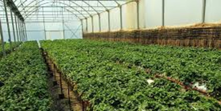 راه اندازی اولین شرکت تعاونی شهرک‌های کشاورزی کشور در قزوین
