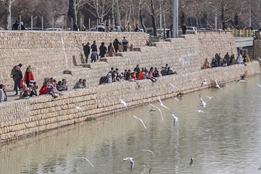 مرغان کاکایی در آب بند نهر اعظم شیراز