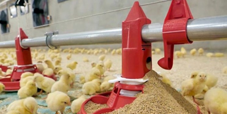 رفع چالش‌های تولید مرغ لاین بدون وابستگی به بازار جهانی/ فناوری چگونه امنیت غذایی را تأمین می‌کند