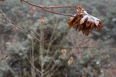 یک روز برفی درتهران 