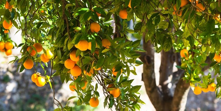 برداشت مرکبات در گیلان آغاز شد