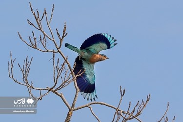 Iran: Different Species of Birds in Shiraz