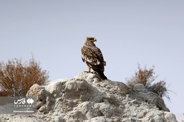 Iran: Different Species of Birds in Shiraz