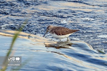 Iran: Different Species of Birds in Shiraz