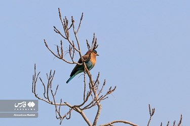 Iran: Different Species of Birds in Shiraz