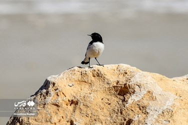 Iran: Different Species of Birds in Shiraz