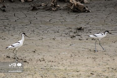 Iran: Different Species of Birds in Shiraz