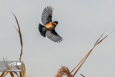 Iran: Different Species of Birds in Shiraz