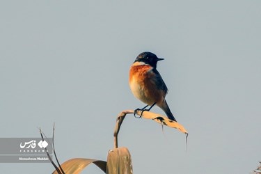 Iran: Different Species of Birds in Shiraz