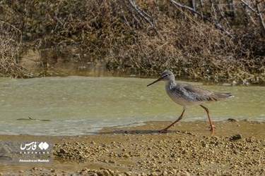 Iran: Different Species of Birds in Shiraz