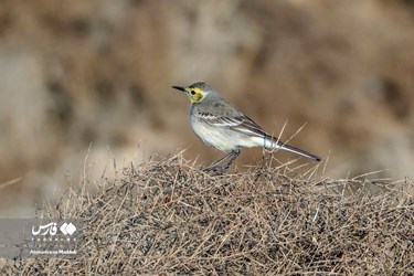 Iran: Different Species of Birds in Shiraz