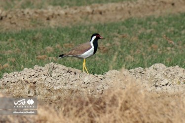 Iran: Different Species of Birds in Shiraz