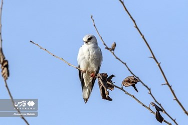 Iran: Different Species of Birds in Shiraz