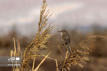Iran: Different Species of Birds in Shiraz