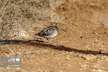 Iran: Different Species of Birds in Shiraz