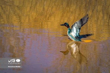 Iran: Different Species of Birds in Shiraz