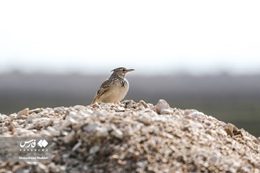 Iran: Different Species of Birds in Shiraz