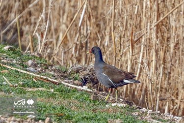 Iran: Different Species of Birds in Shiraz