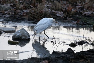Iran: Different Species of Birds in Shiraz