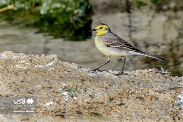 Iran: Different Species of Birds in Shiraz