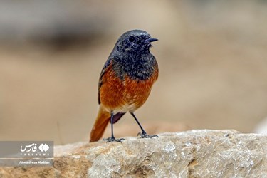 Iran: Different Species of Birds in Shiraz