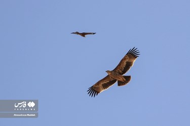 Iran: Different Species of Birds in Shiraz