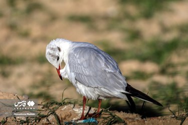 Iran: Different Species of Birds in Shiraz