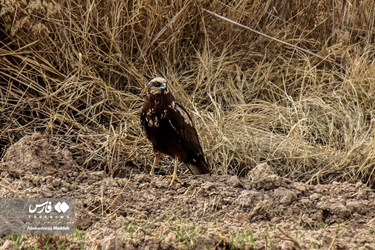 Iran: Different Species of Birds in Shiraz