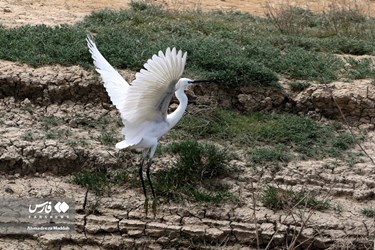 Iran: Different Species of Birds in Shiraz