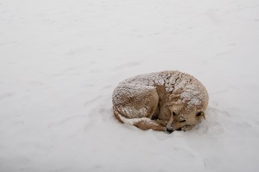 تهران برفی 